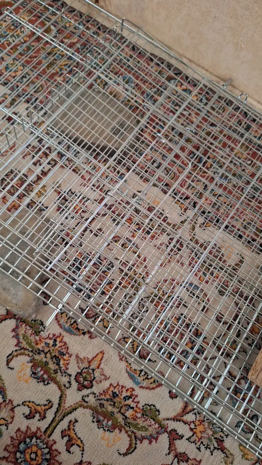 قفس پرنده خرگوش همستر جوجه مرغ سنجاب|لوازم جانبی حیوانات|تهران, افسریه جنوبی|دیوار