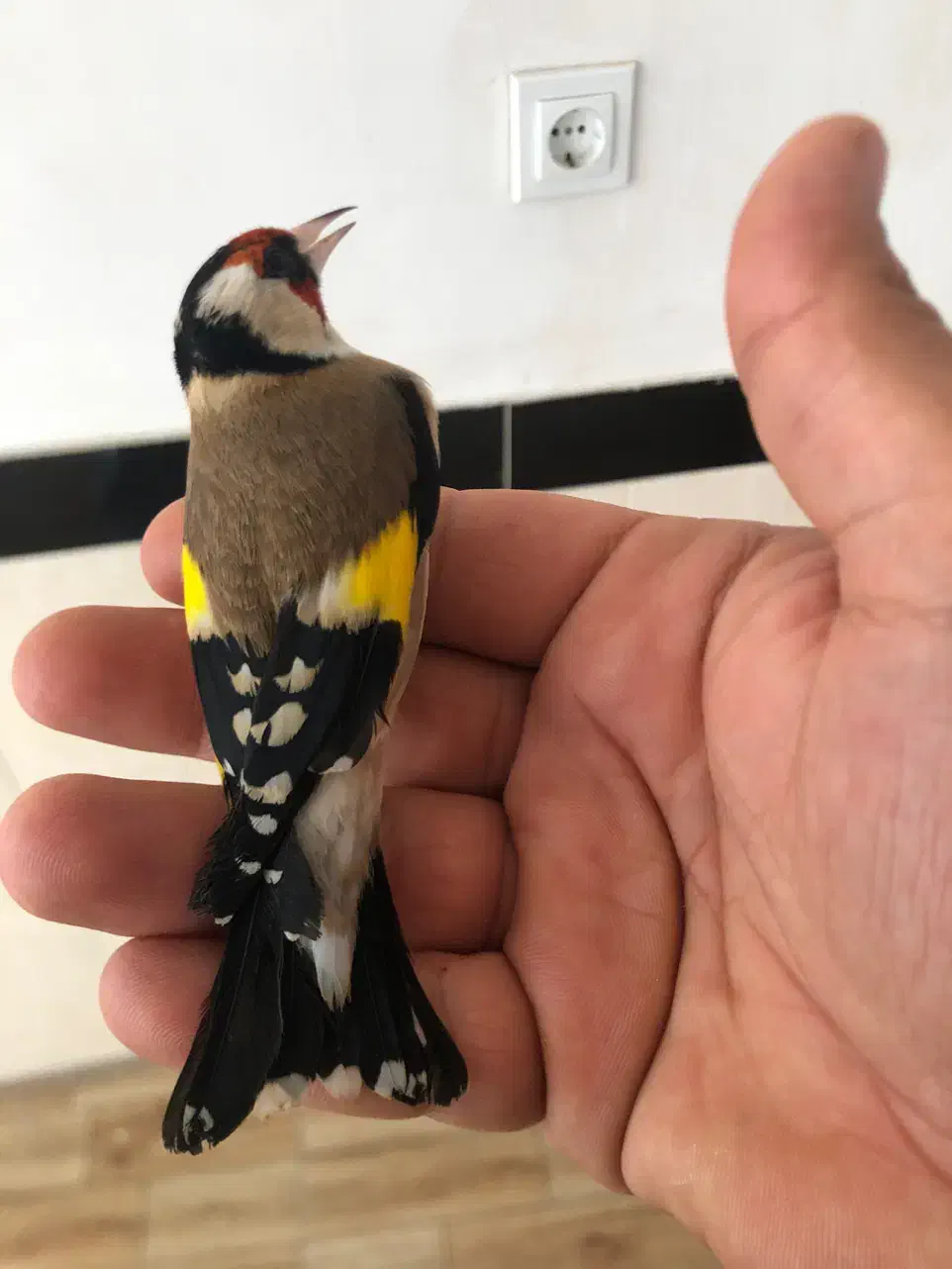 سهره نر|پرنده|مریوان, |دیوار