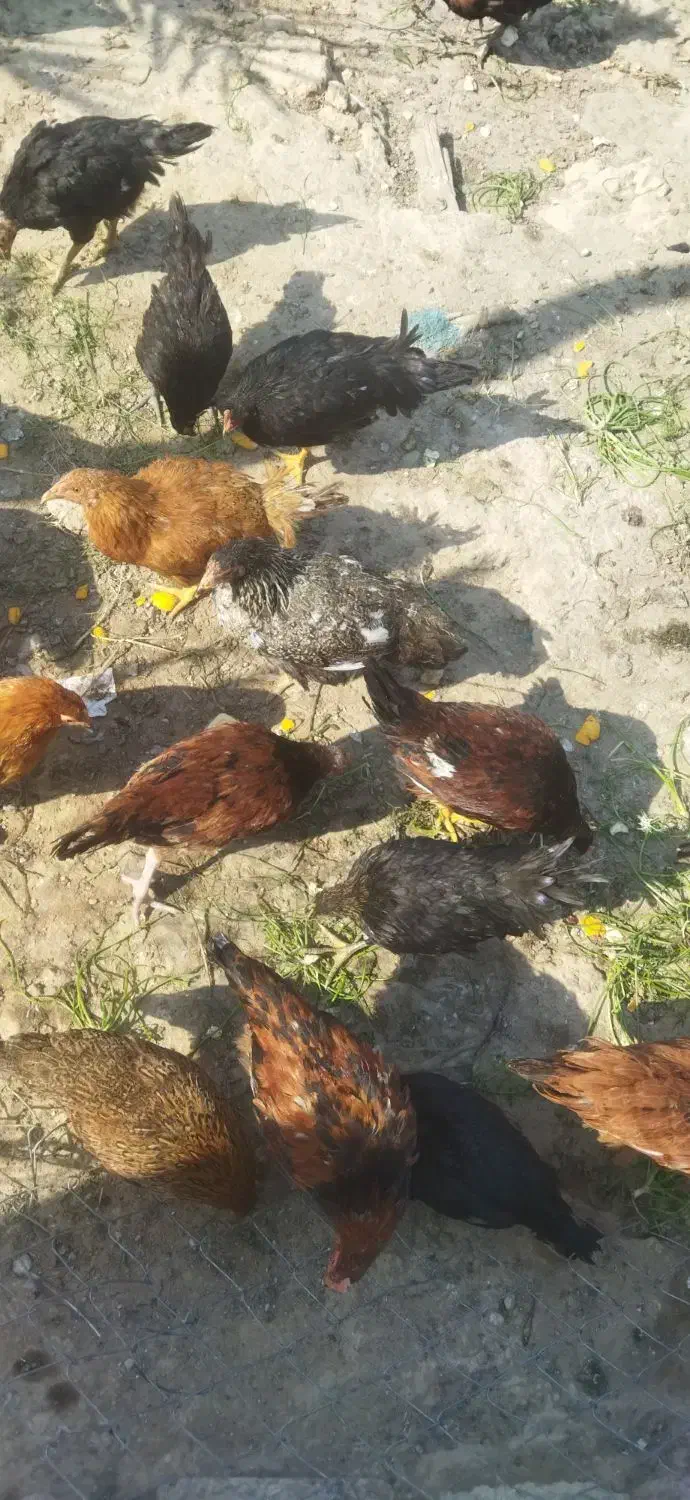 مرغ پنج ماهه|حیوانات مزرعه|بندر گناوه, |دیوار