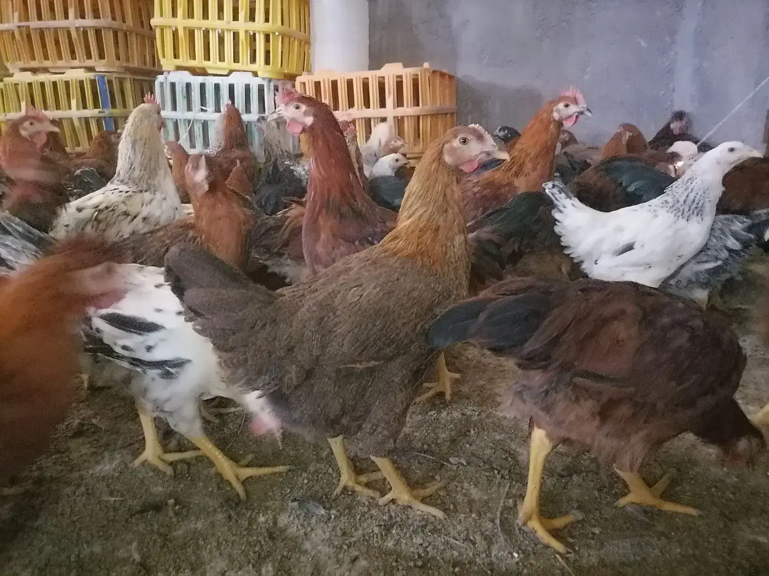 جوجه رنگی اردک محلی خروس  جوجه زینتی.مرغ|حیوانات مزرعه|شیراز, اصلاح‌نژاد|دیوار