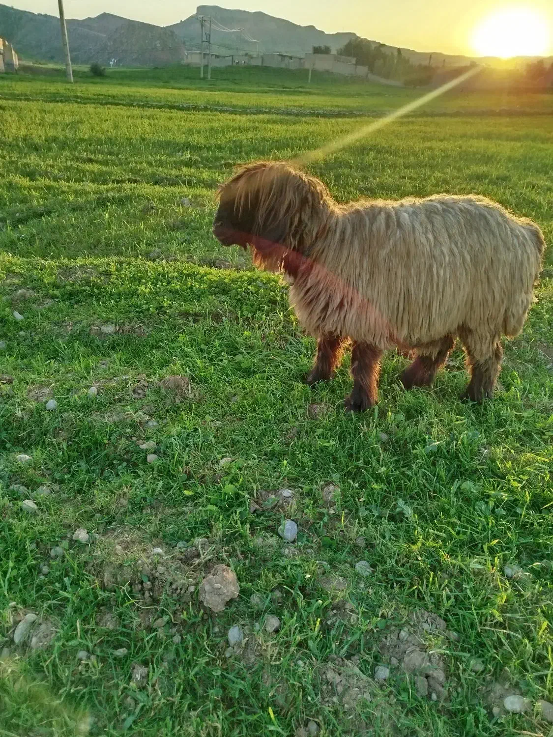 میش روزگاری|حیوانات مزرعه|مسجد سلیمان, |دیوار