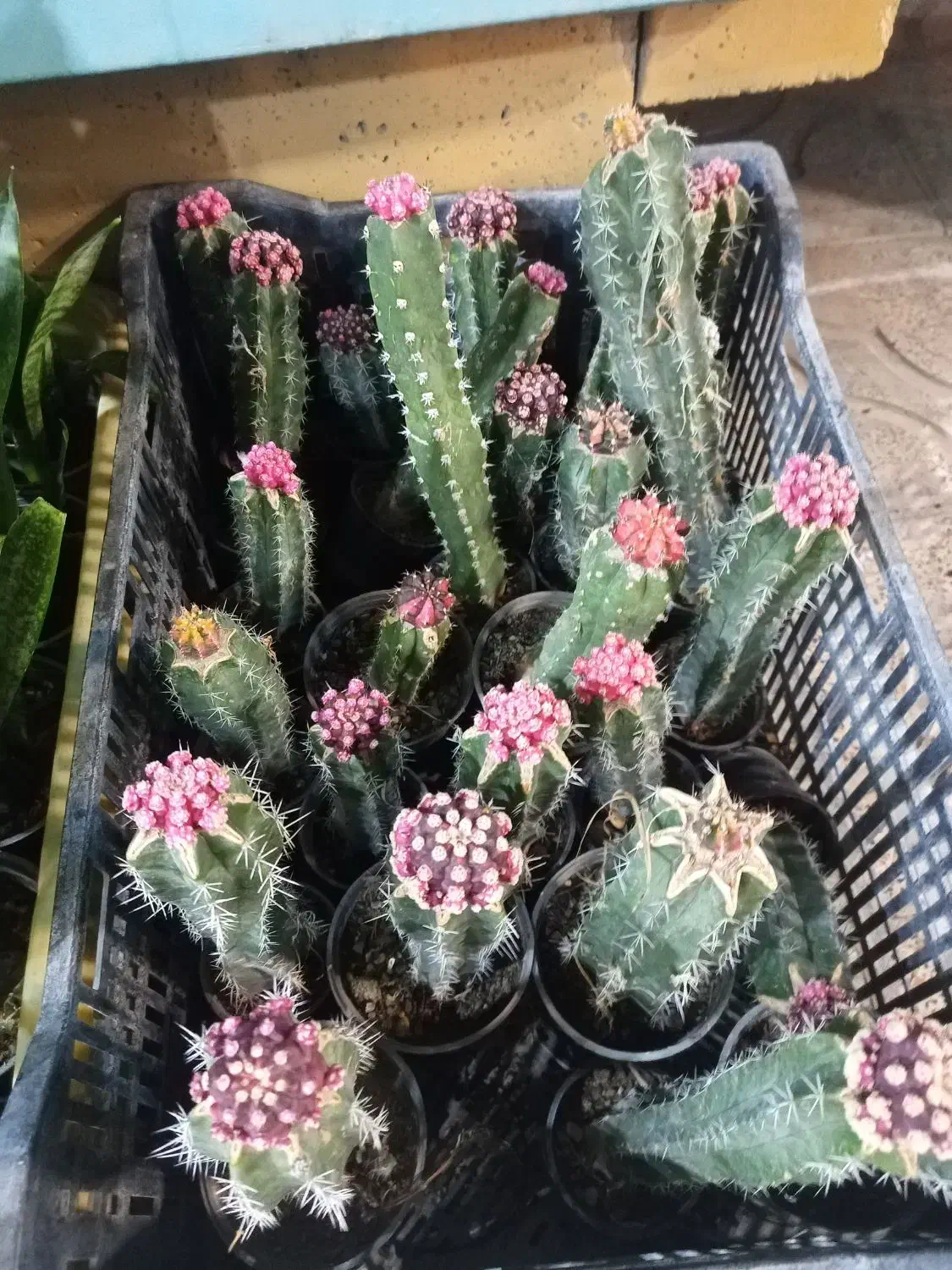 حراج گل آپارتمانی|گل و گیاه طبیعی|اندیشه, شهرک مریم|دیوار