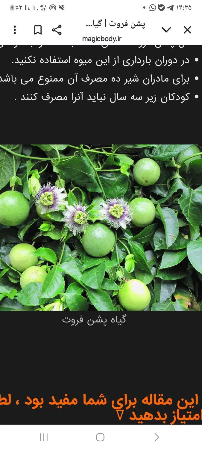 بذر پشن فروت تعداد ۲۰۰ عدد موجود هست|گل و گیاه طبیعی|اسالم, |دیوار