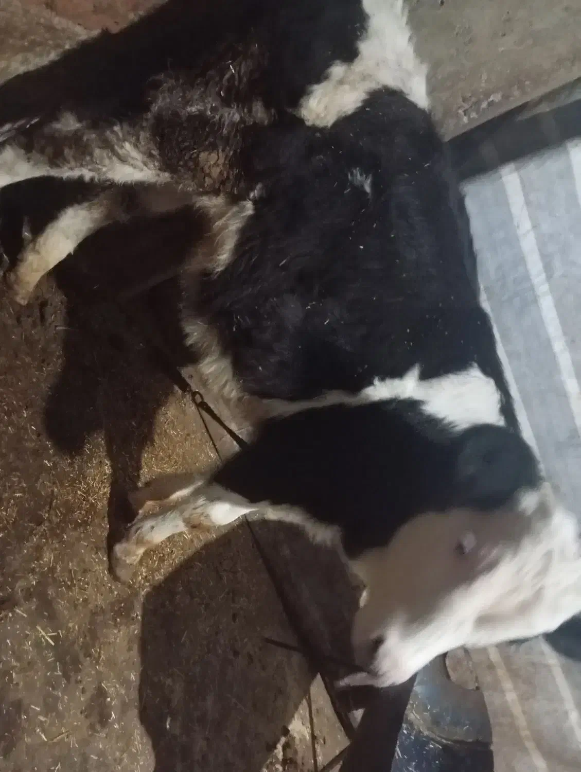 گاو ۹ ماه نر|حیوانات مزرعه|سراجو, |دیوار