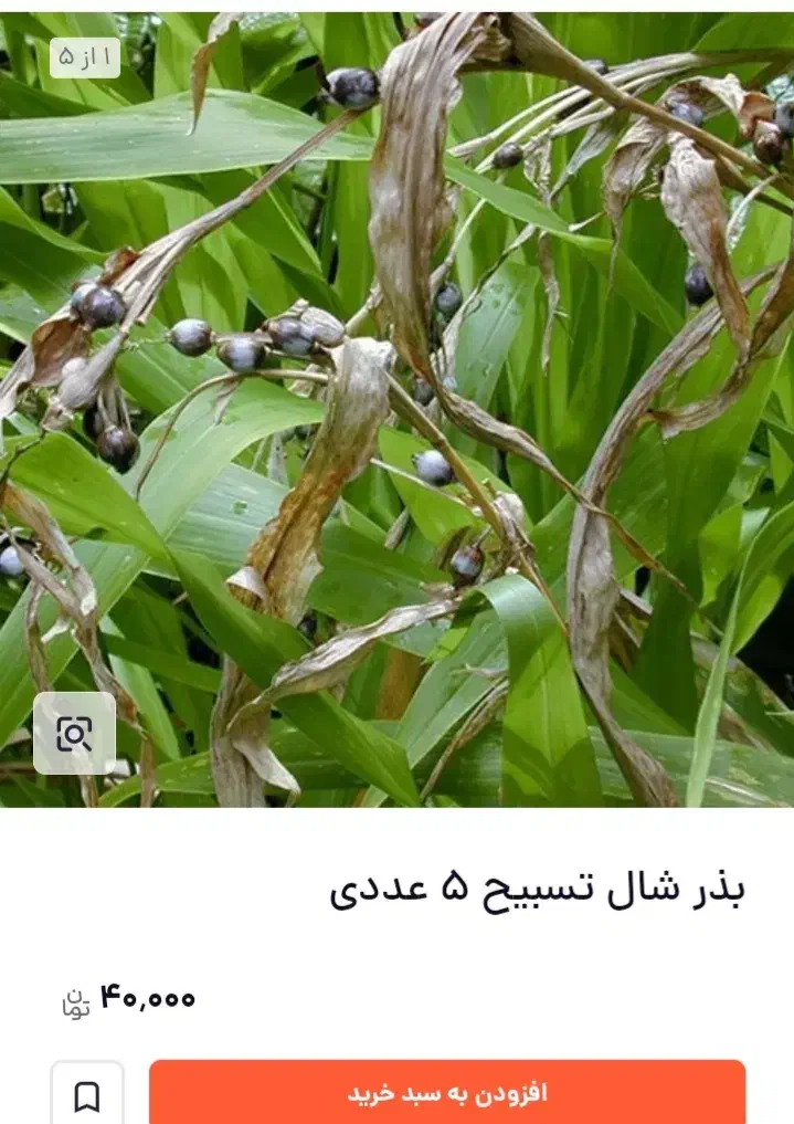 دانه دارویی شال تسبیح|خوردنی و آشامیدنی|چابکسر, |دیوار