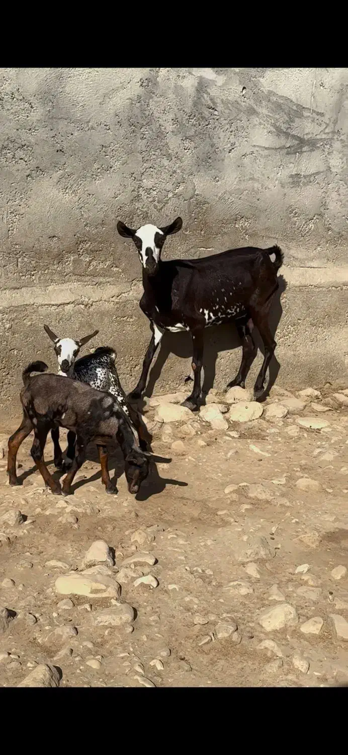 حیوونای اصیل|حیوانات مزرعه|تربت جام, میان جام|دیوار