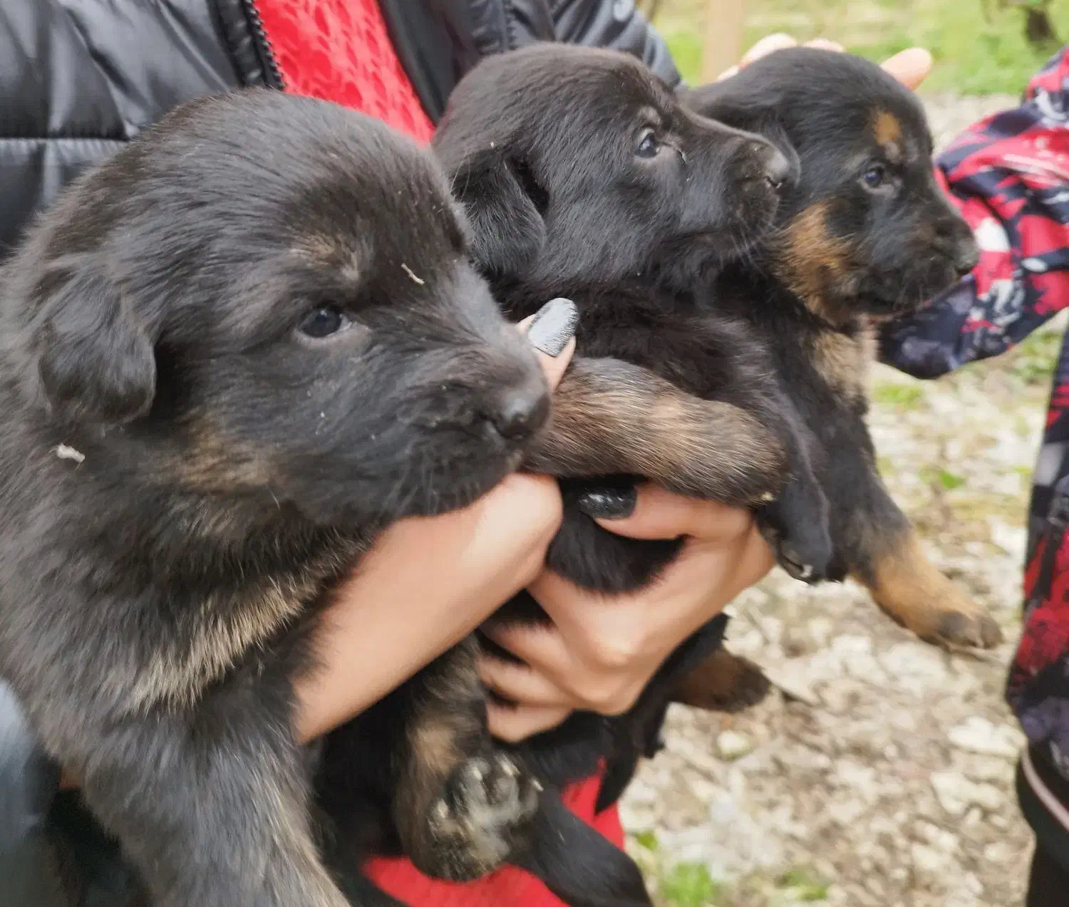 توله ژرمن|سگ|لاهیجان, انقلاب|دیوار