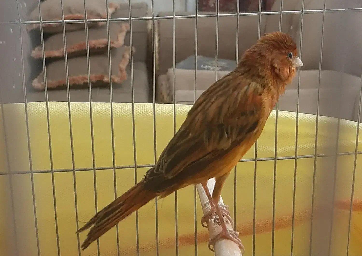 قناری سرخ نر، مست مادگیر|پرنده|شیراز, طلاب|دیوار