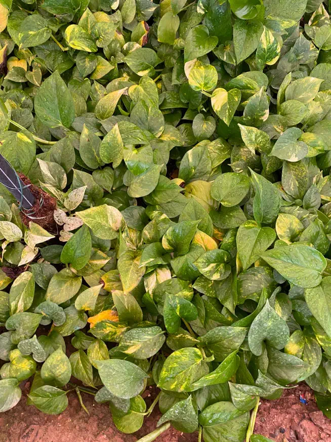 پتوس کاسه ، دیفن ، یوکا ، شامادورا|گل و گیاه طبیعی|قم, شهرک فاطمیه|دیوار