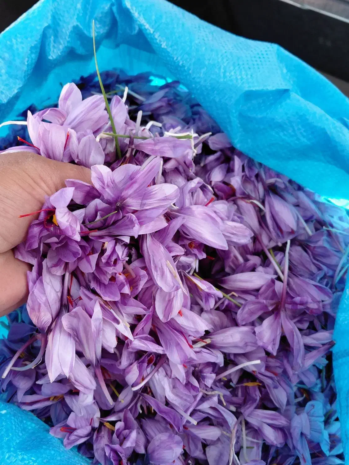 گل زعفران|خوردنی و آشامیدنی|نیمبلوک, |دیوار