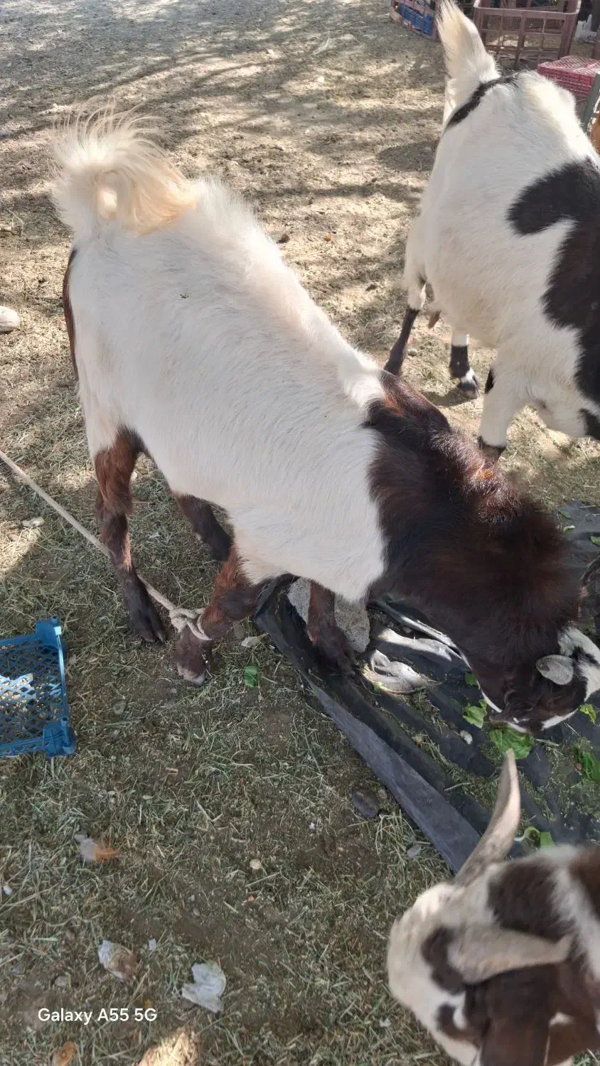 کهره پاکستانی|حیوانات مزرعه|رودخانه, |دیوار