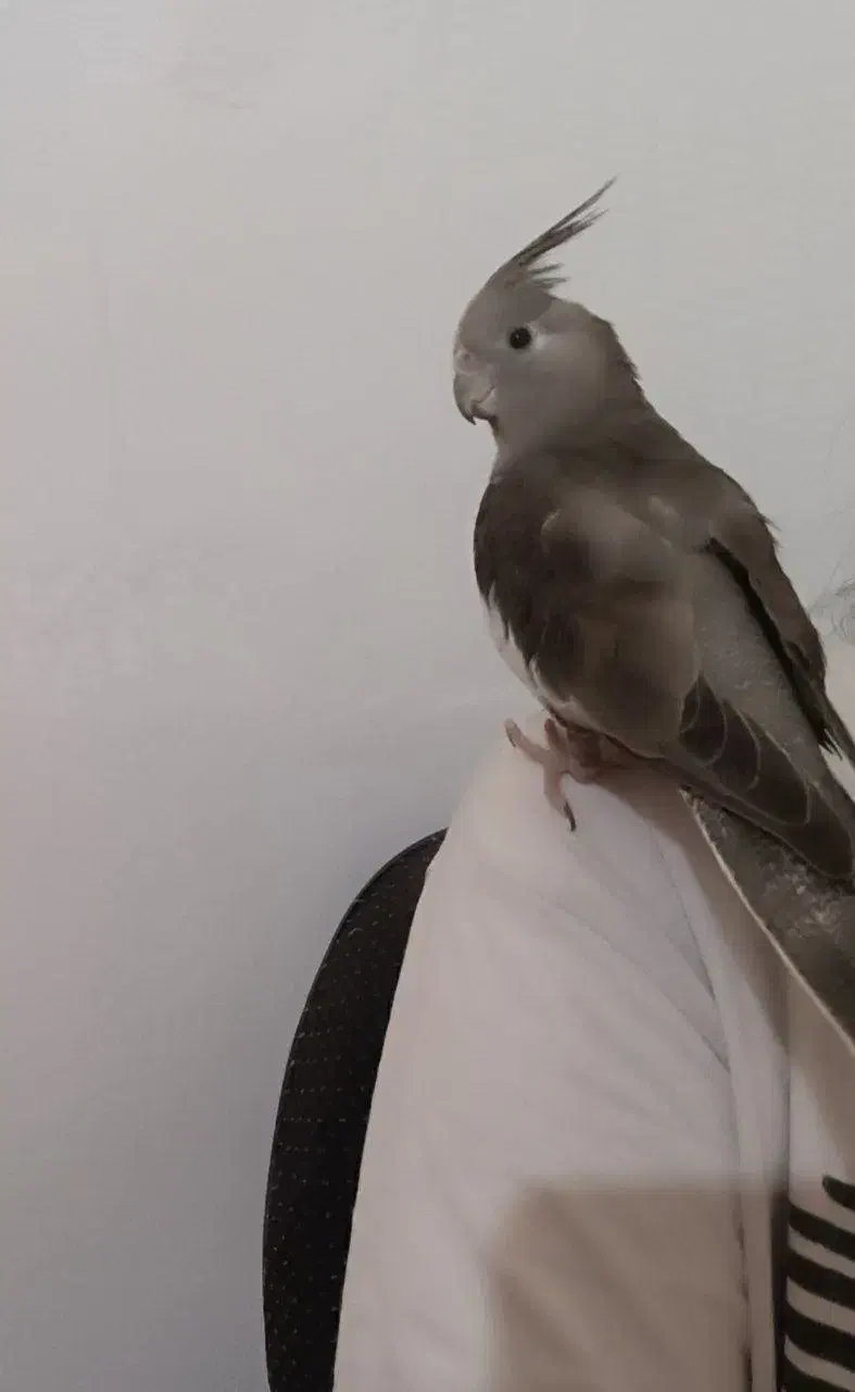 گمشده|حیوانات|پاپی, |دیوار