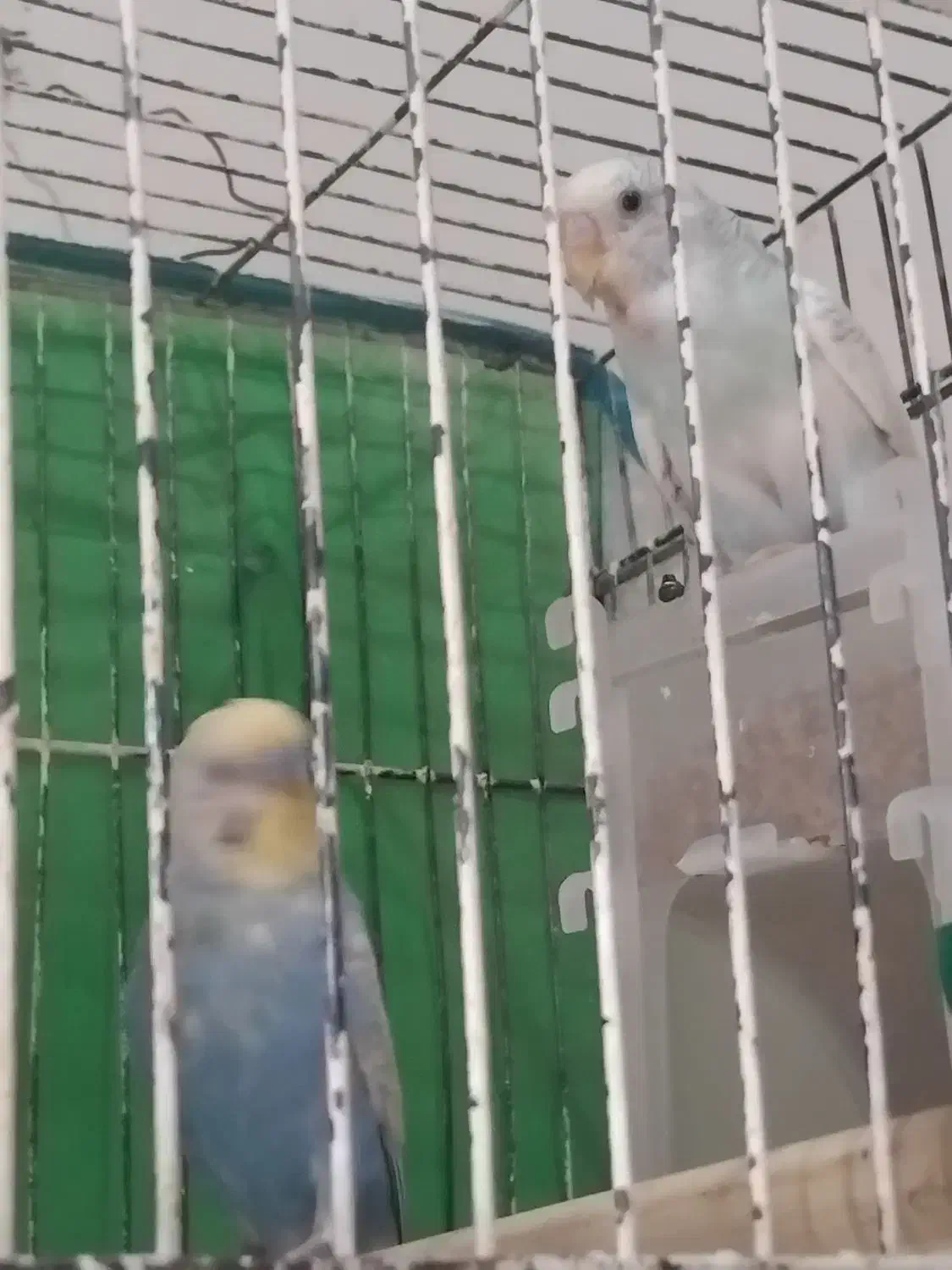 مرغ عشق آنتیک|پرنده|تربتحیدریه, مظفریه|دیوار