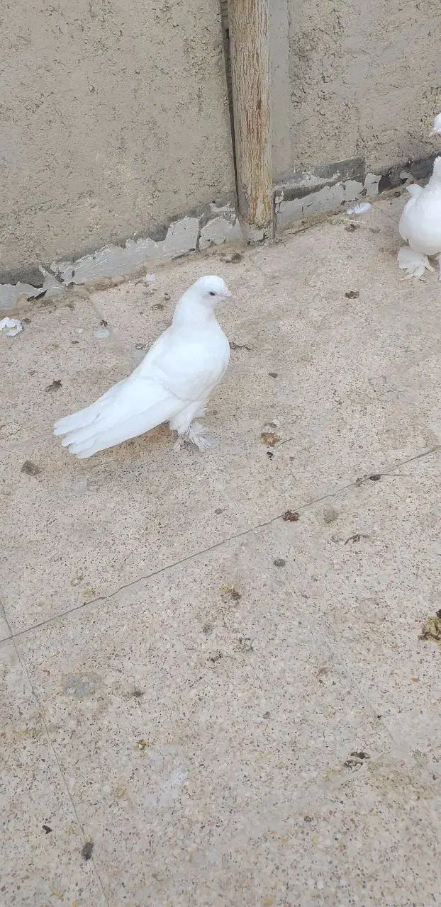 کبوتر سفید پاپر راعبی|پرنده|نجفآباد, جعفرآباد|دیوار