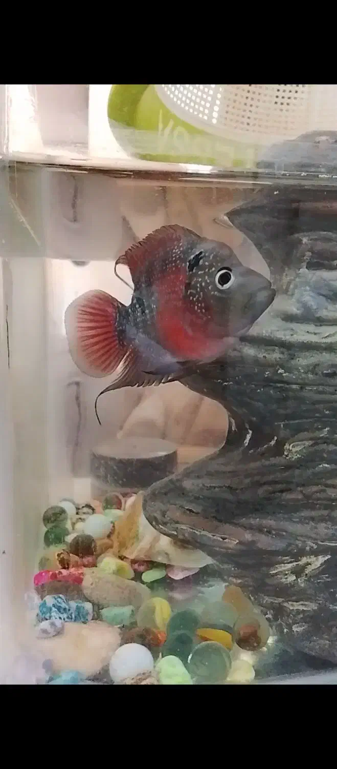 ماهی فلاور|ماهی|اصفهان, شهرک میلاد|دیوار