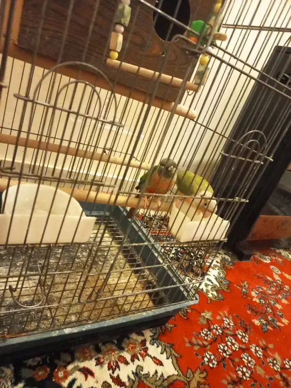 فروش گ رین دستی|پرنده|کوهبنان, |دیوار