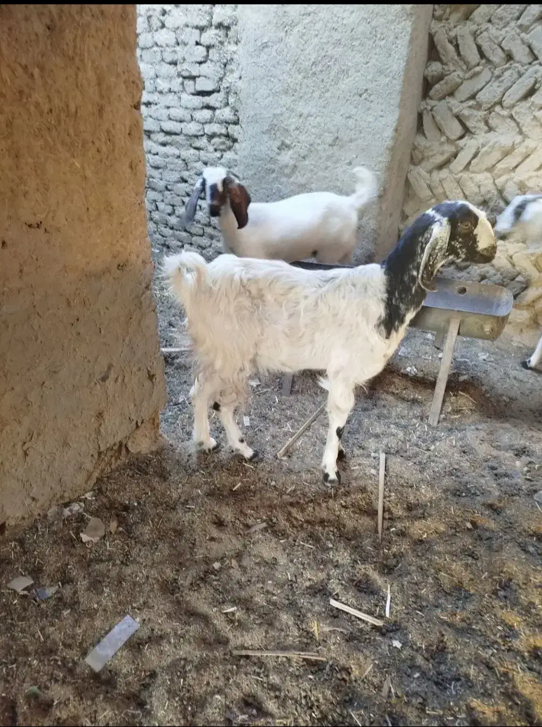 گوسفند آبستن نژادی|حیوانات مزرعه|سراوان, |دیوار