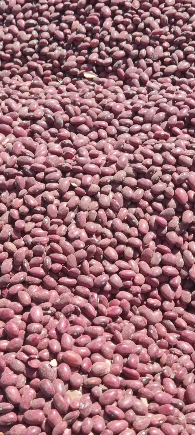 فروش لوبیا قرمز یاقوطی درجه یک کشت امسال|خوردنی و آشامیدنی|دهگلان, |دیوار