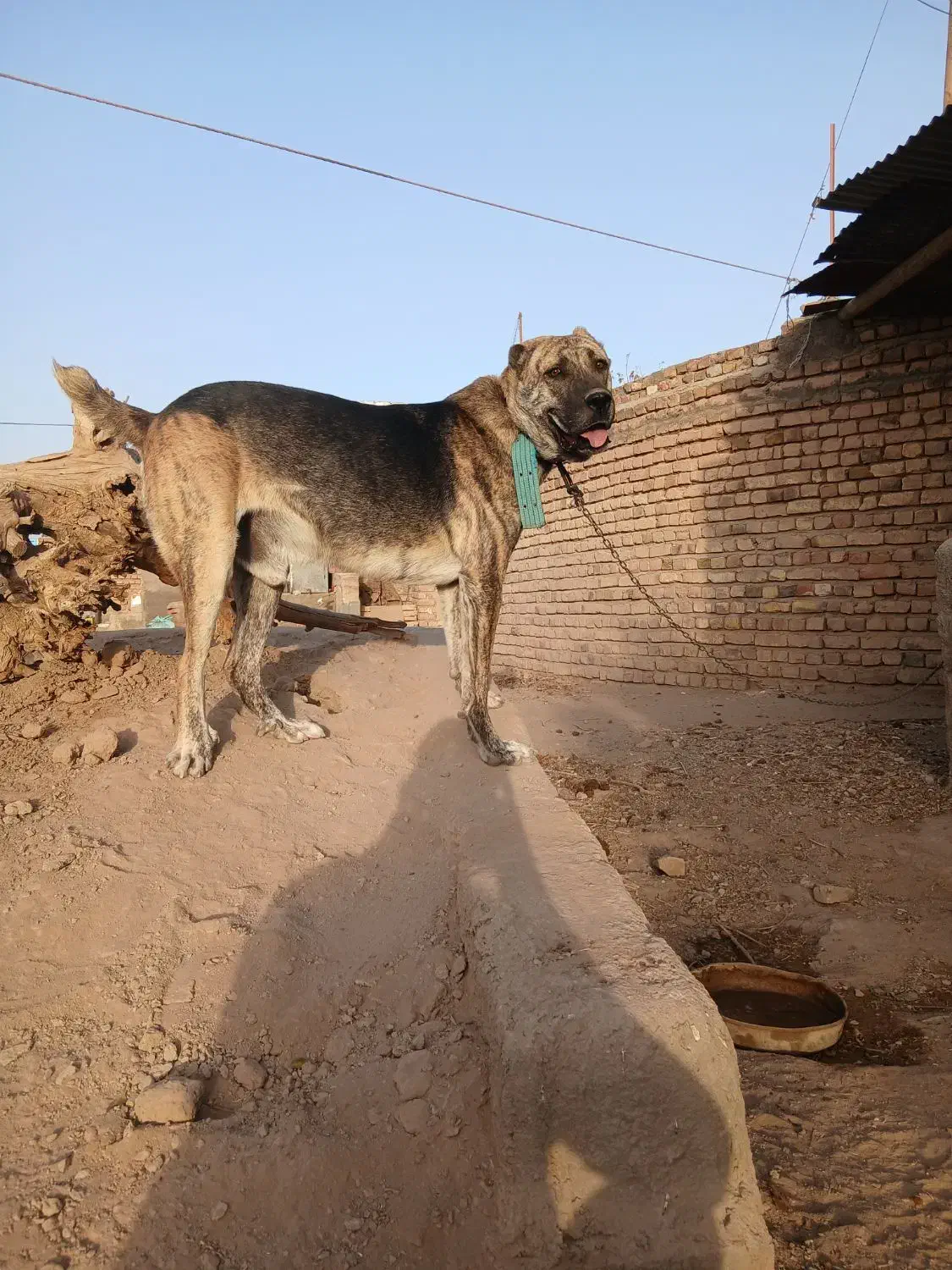 واگذاری سگ افغان|سگ|گناباد, |دیوار