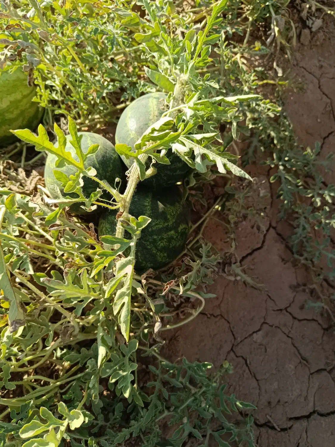 خربزه و هندوانه شیرین|عمده‌فروشی|طاغنکوه, |دیوار