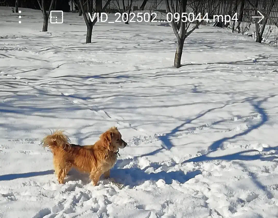 واگذاری سگ پا کوتاه نر|سگ|سقز, |دیوار