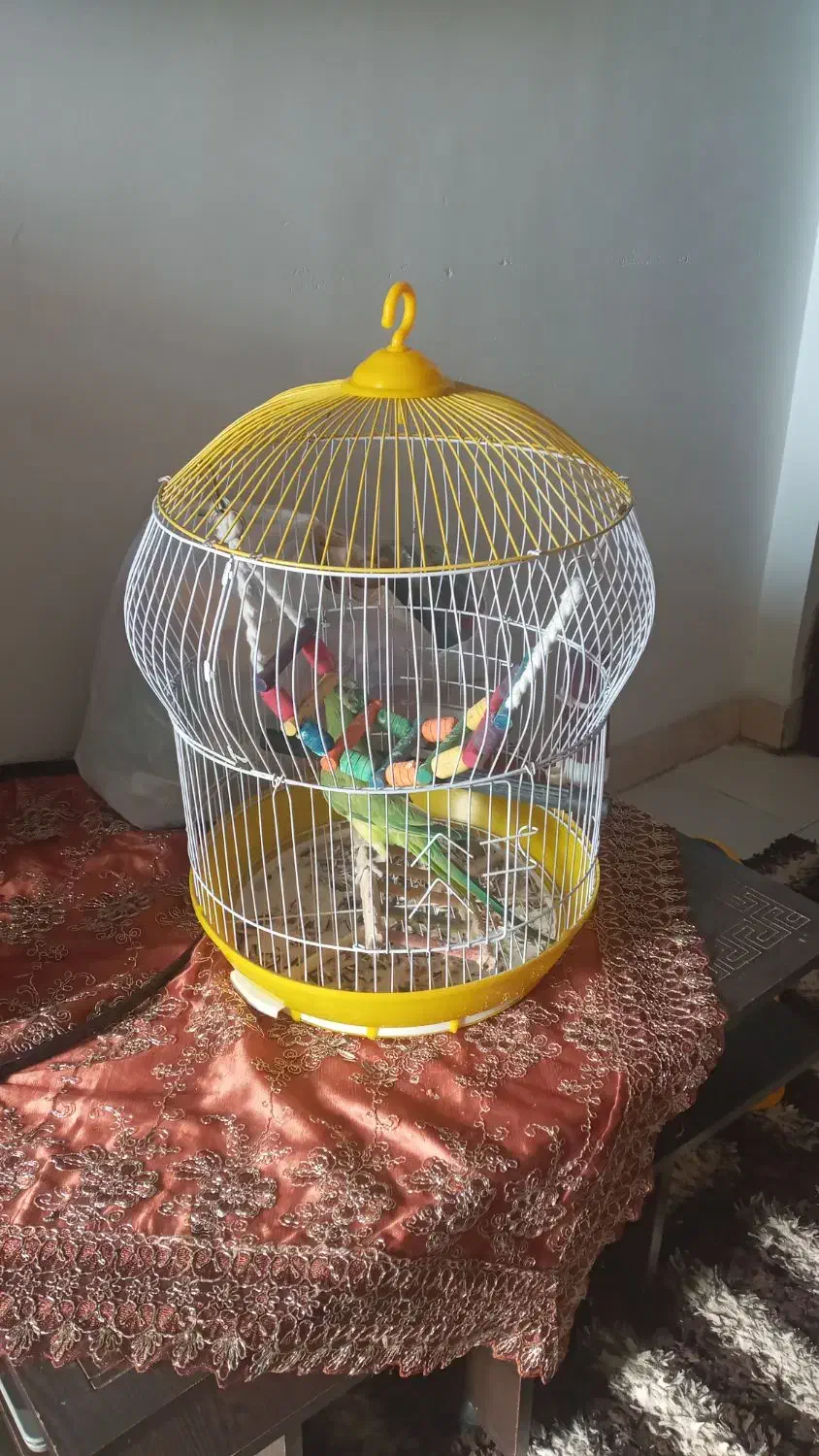 قفس پرندگان|لوازم جانبی حیوانات|کرمان, |دیوار