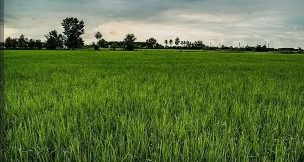 زمین کشاورزی|فروش دفتر صنعتی، کشاورزی، تجاری|خمام, |دیوار