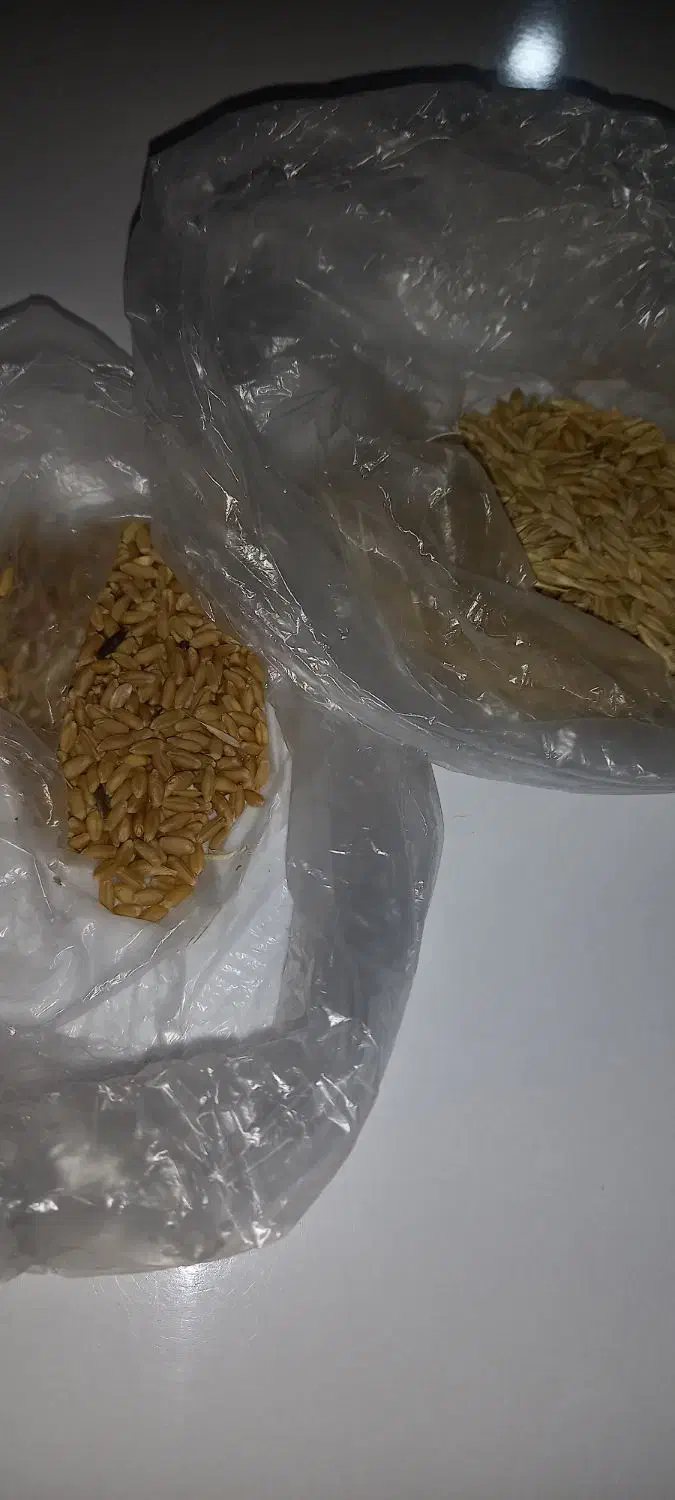 گندم|لوازم جانبی حیوانات|چالدران, |دیوار