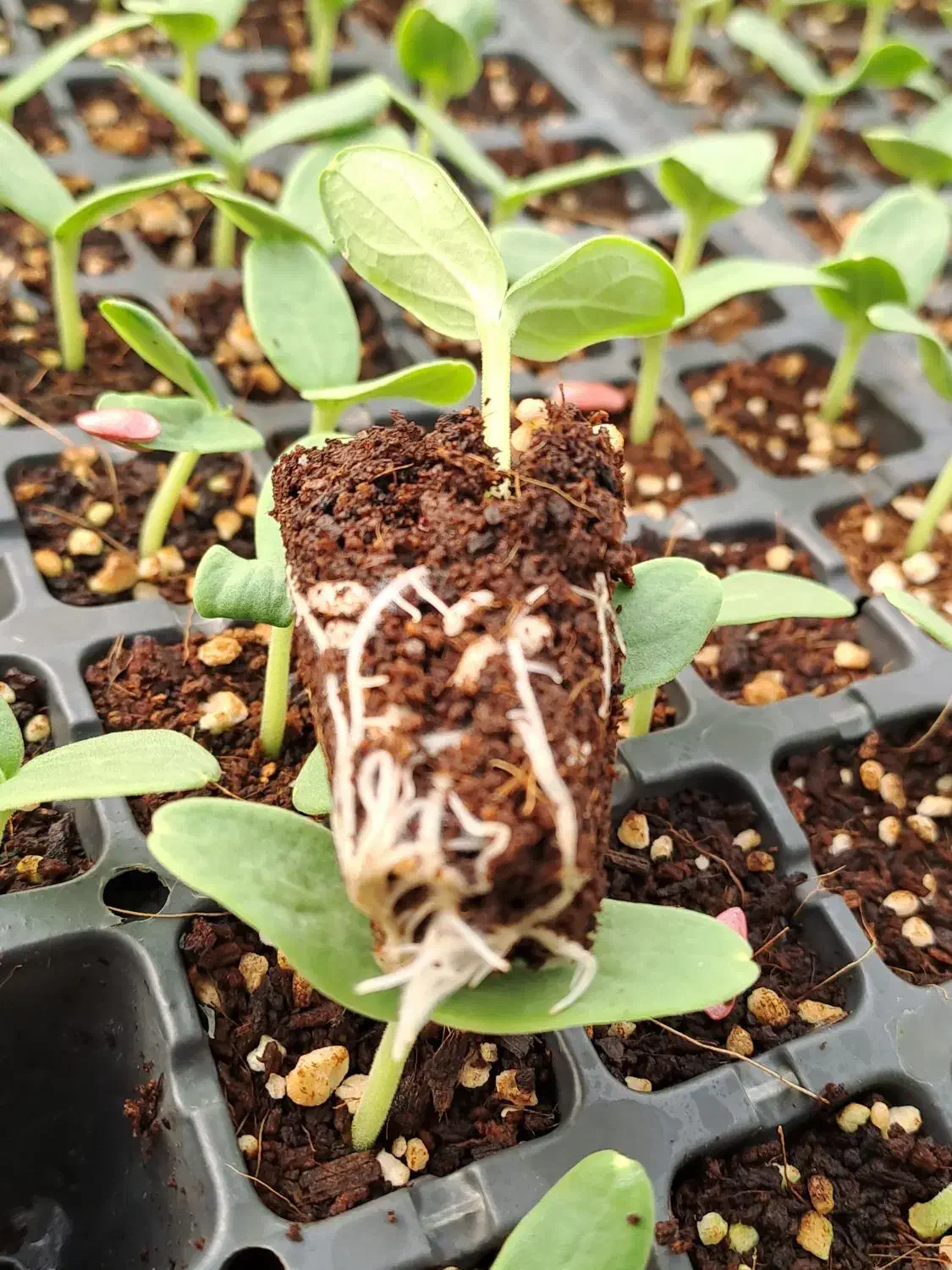 تولید انواع نشا صیفیجات|خدمات باغبانی و درختکاری|کهنوج, |دیوار