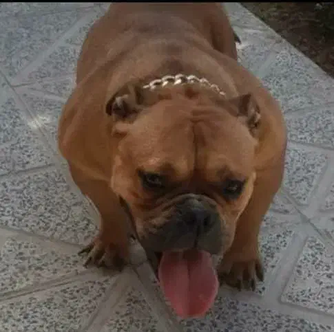 امریکن بولی پاکت سایز فوق حرفه ای|سگ|تهران, قیطریه|دیوار