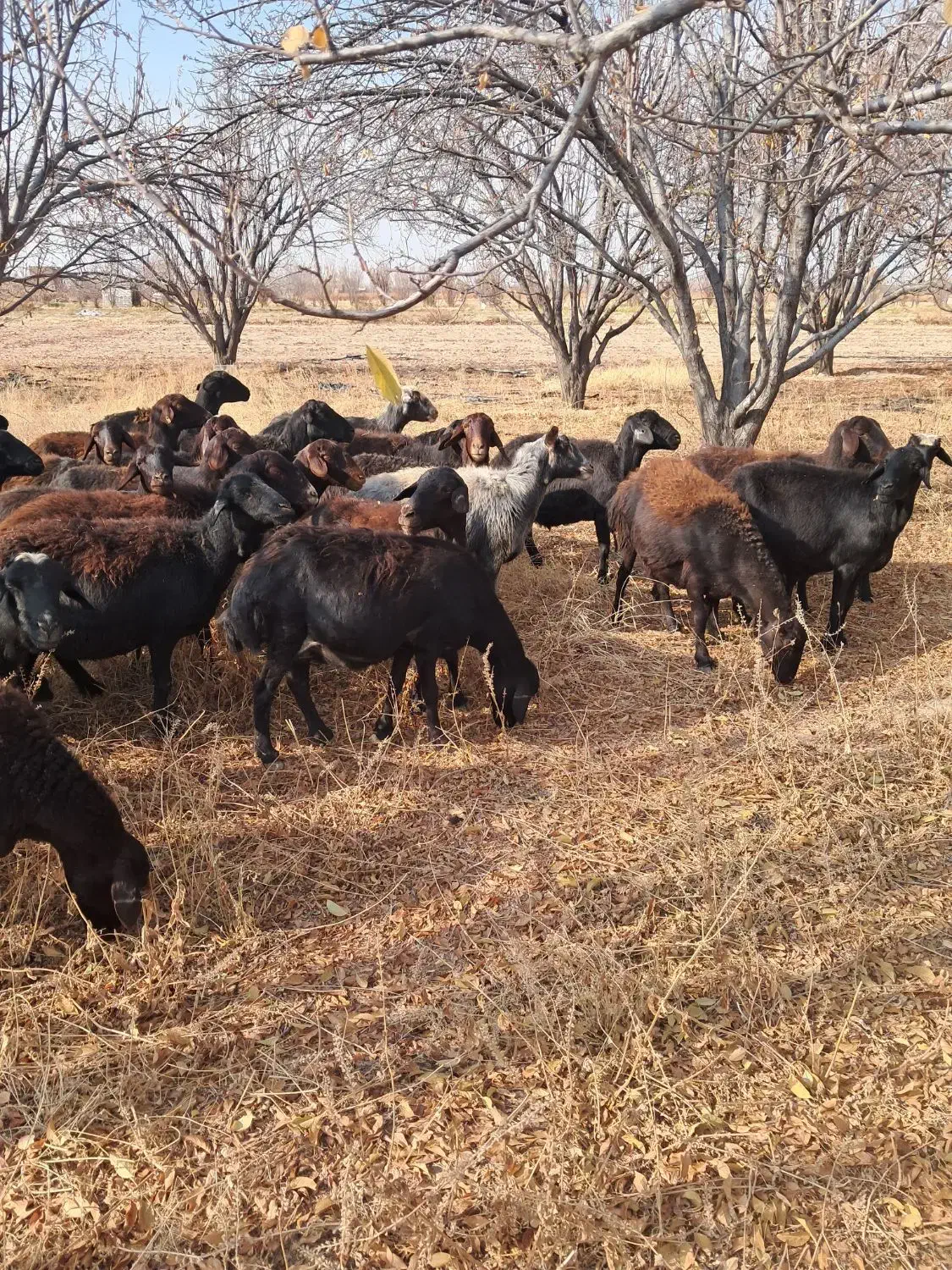 میش آبستن|حیوانات مزرعه|بناب, |دیوار