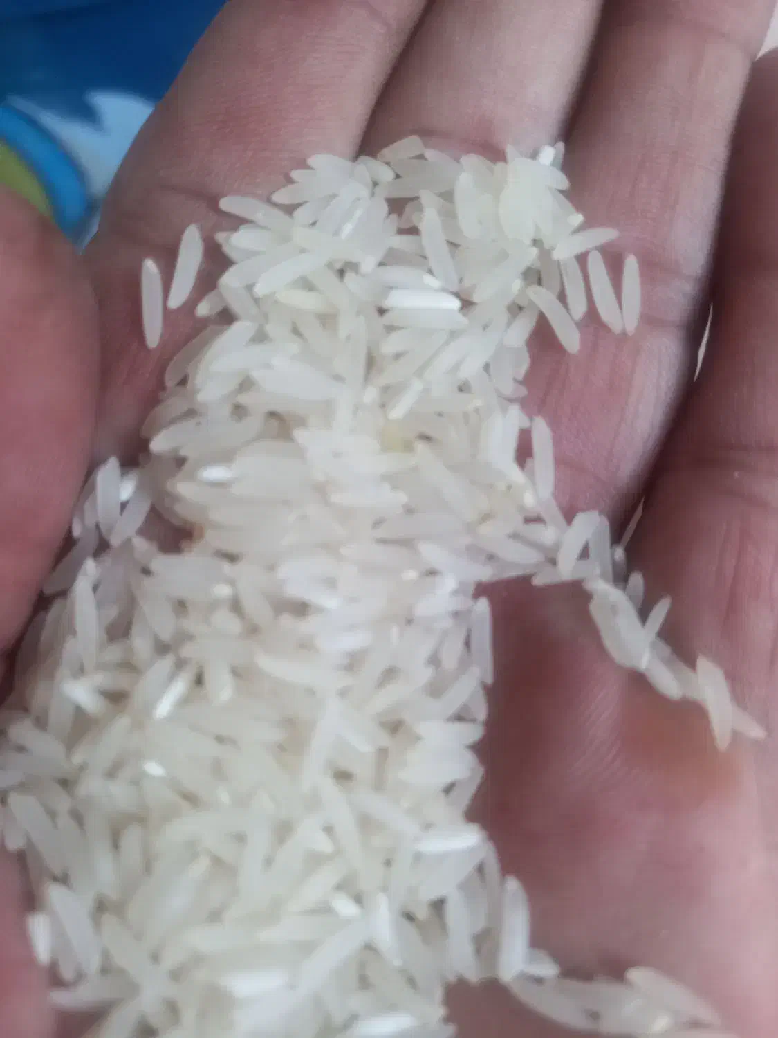 برنج فجر سوزنی|خوردنی و آشامیدنی|گرگان, |دیوار