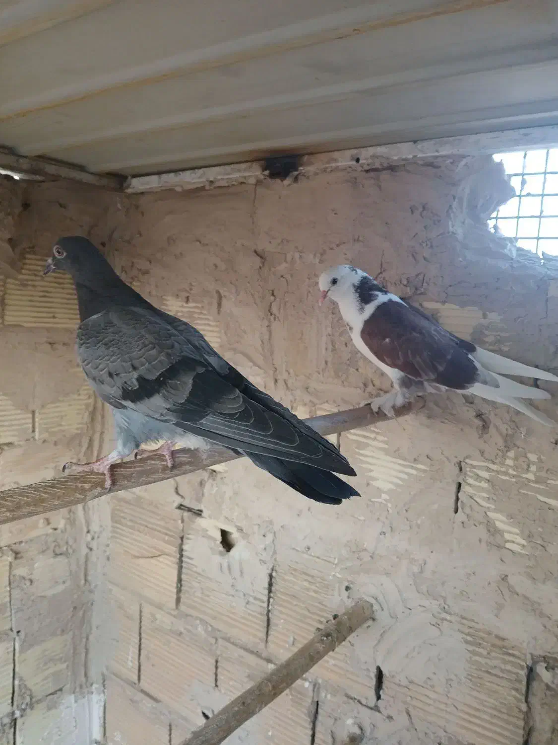 جوجه پشتدار و سبز پیس کاکلی|پرنده|قم, حاج خلیل|دیوار