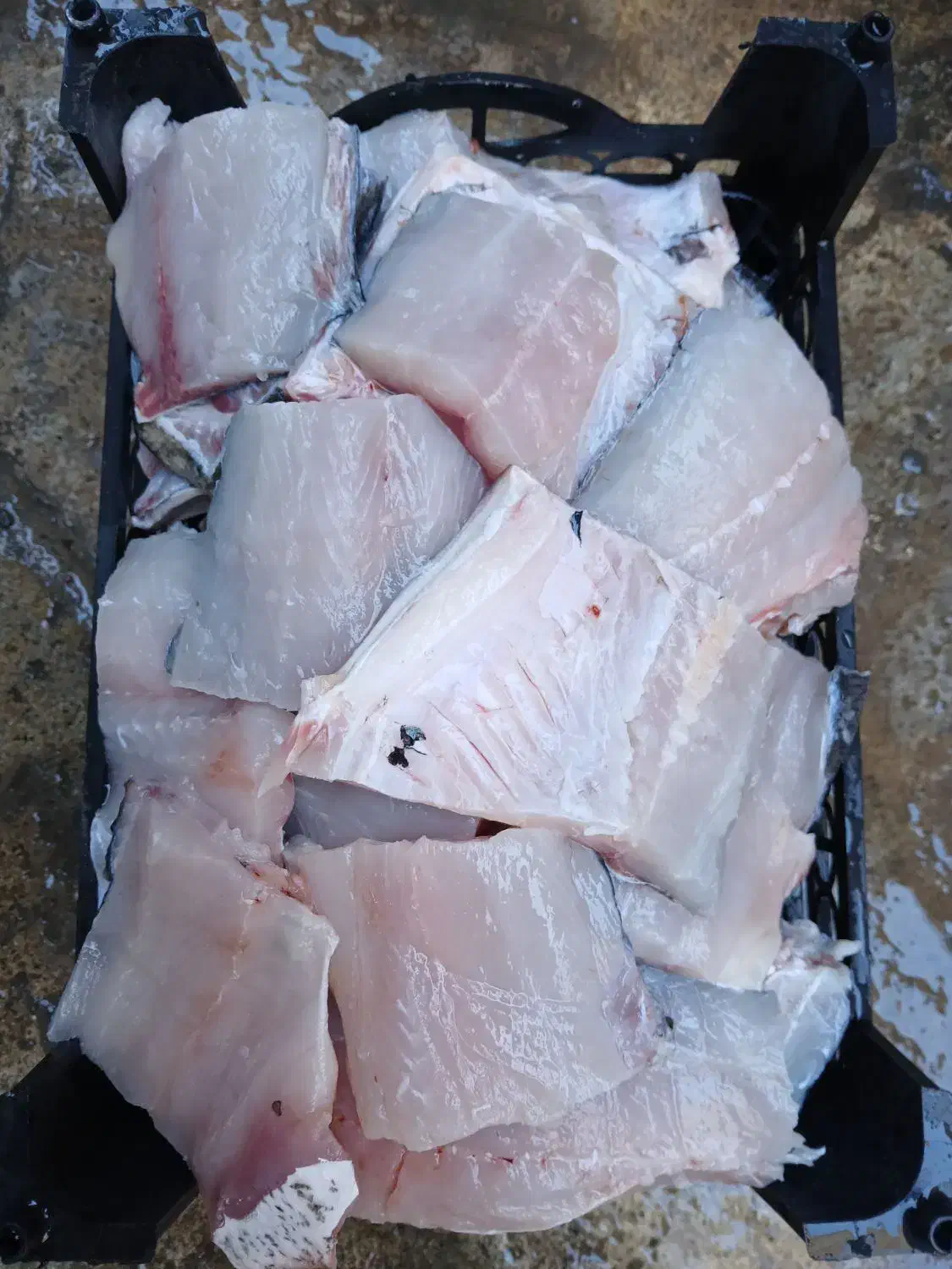 ماهی غزل آزاد|ماهی|اسلام‌‌آباد غرب, |دیوار