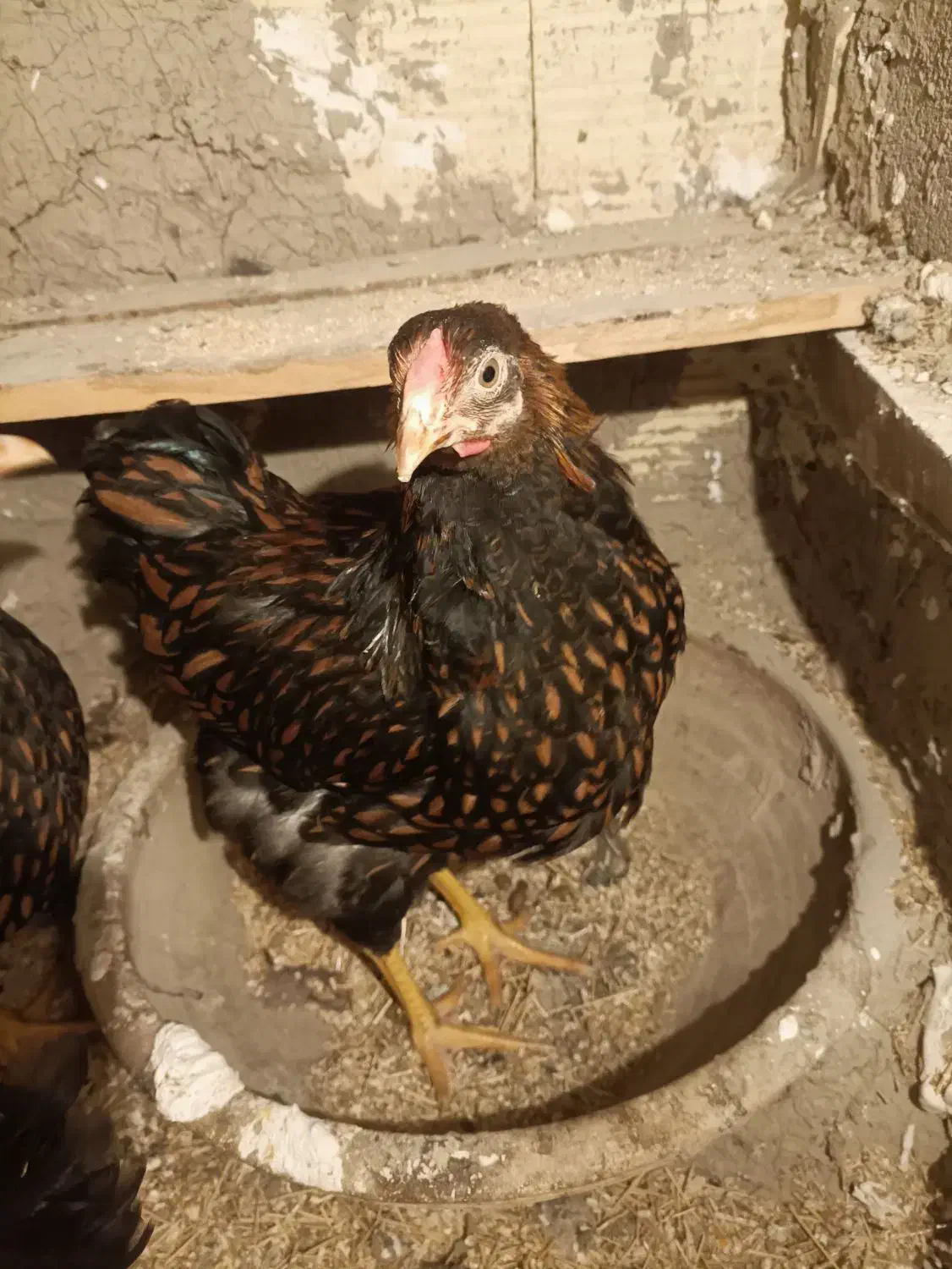 مرغ نژاد دار ویاندوت بلک رد|حیوانات مزرعه|مشکیندشت, |دیوار