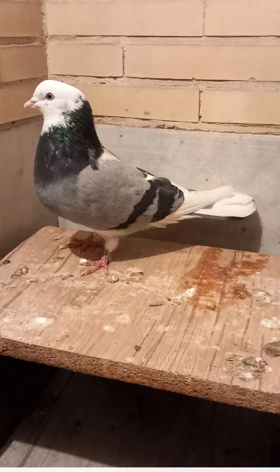 کبوتر دمبی، وکبوتر یزدی|پرنده|یزد, |دیوار