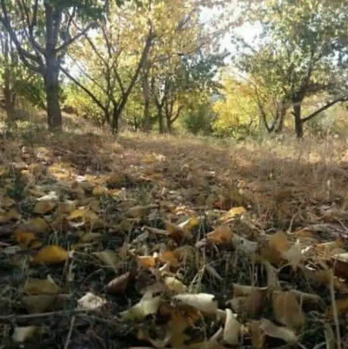 فروش باغ|فروش زمین و ملک کلنگی|شوط, |دیوار