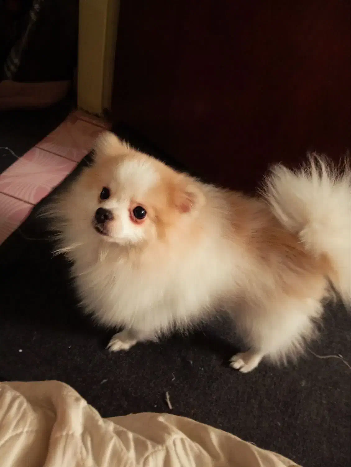 سگ نر نژاد پاور|سگ|بجنورد, |دیوار