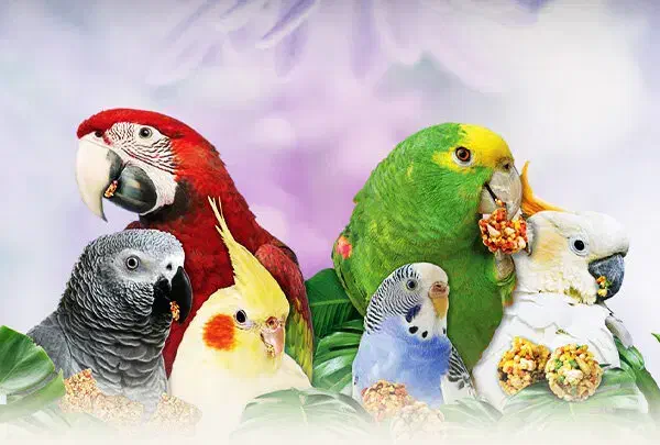 انواع پرنده جوجه سرلاک|پرنده|مهریز, |دیوار