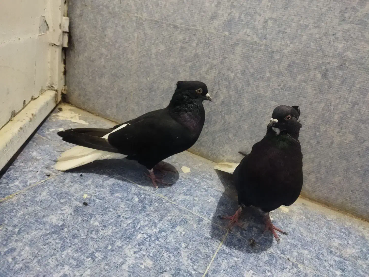 یجفت اشعال نروماده ۱۴پردم|پرنده|مسجد سلیمان, |دیوار