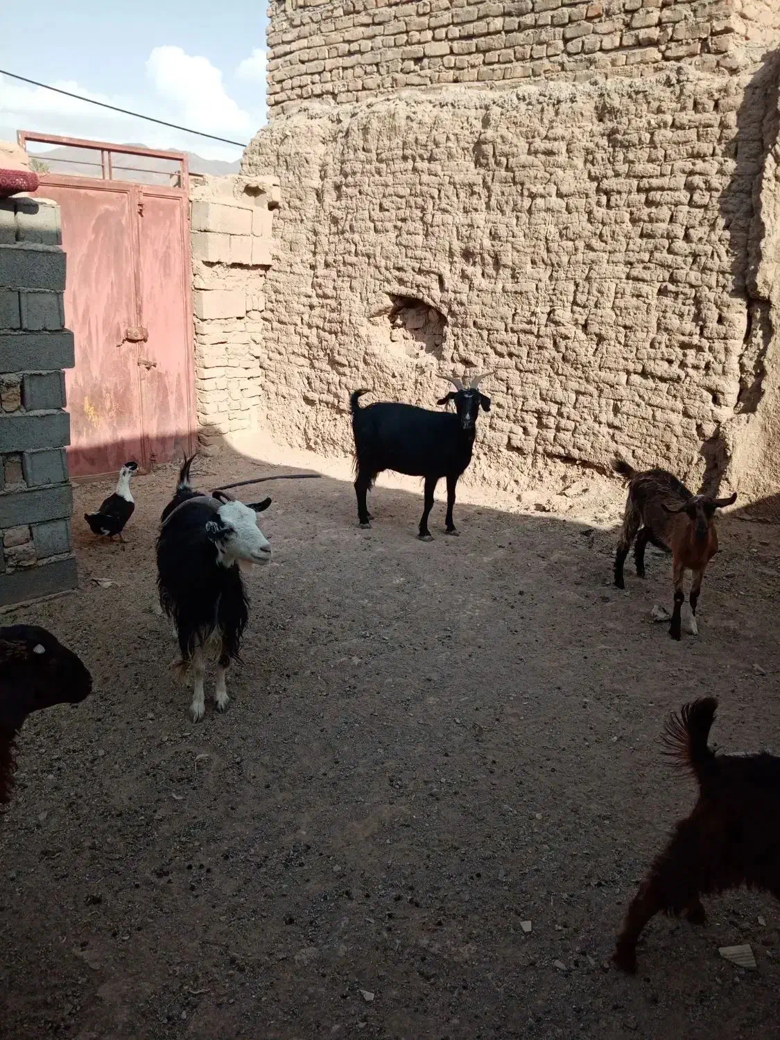 فروش دام|حیوانات مزرعه|دامغان, |دیوار