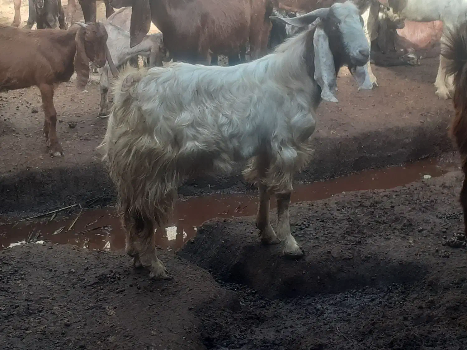 بز نجدی|حیوانات مزرعه|شادگان, |دیوار