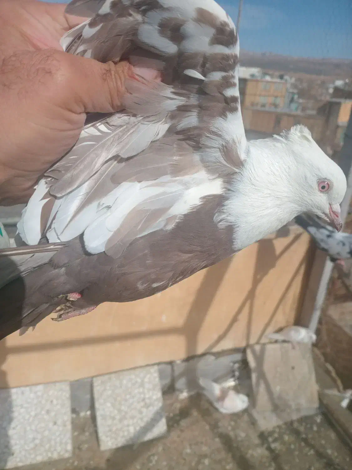 کفتر|پرنده|بروجرد, |دیوار