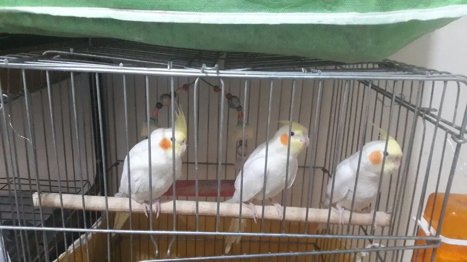 پرنده|حراج|همدان, |دیوار