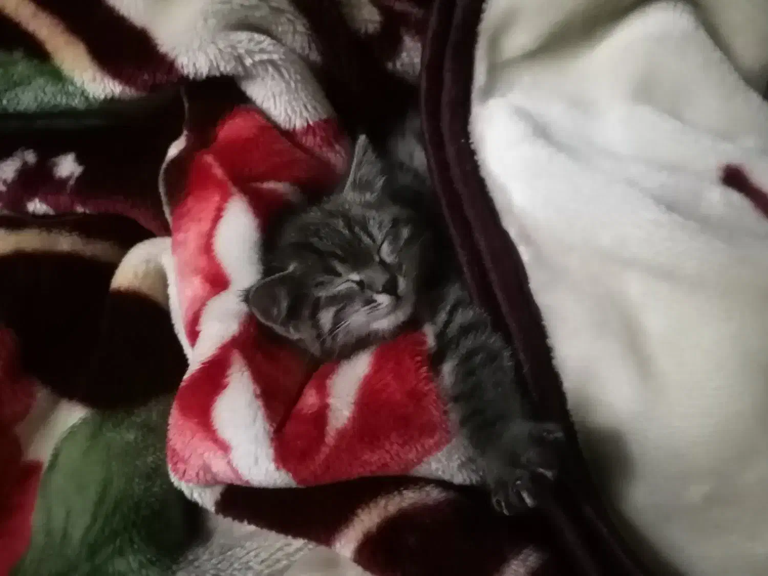 گربه واگزاری|گربه|خمینیشهر, |دیوار