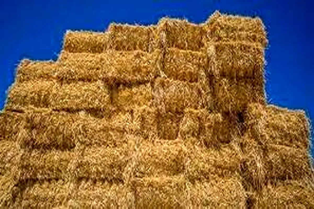 علوفه درجه ی یک|عمده‌فروشی|سراب, |دیوار