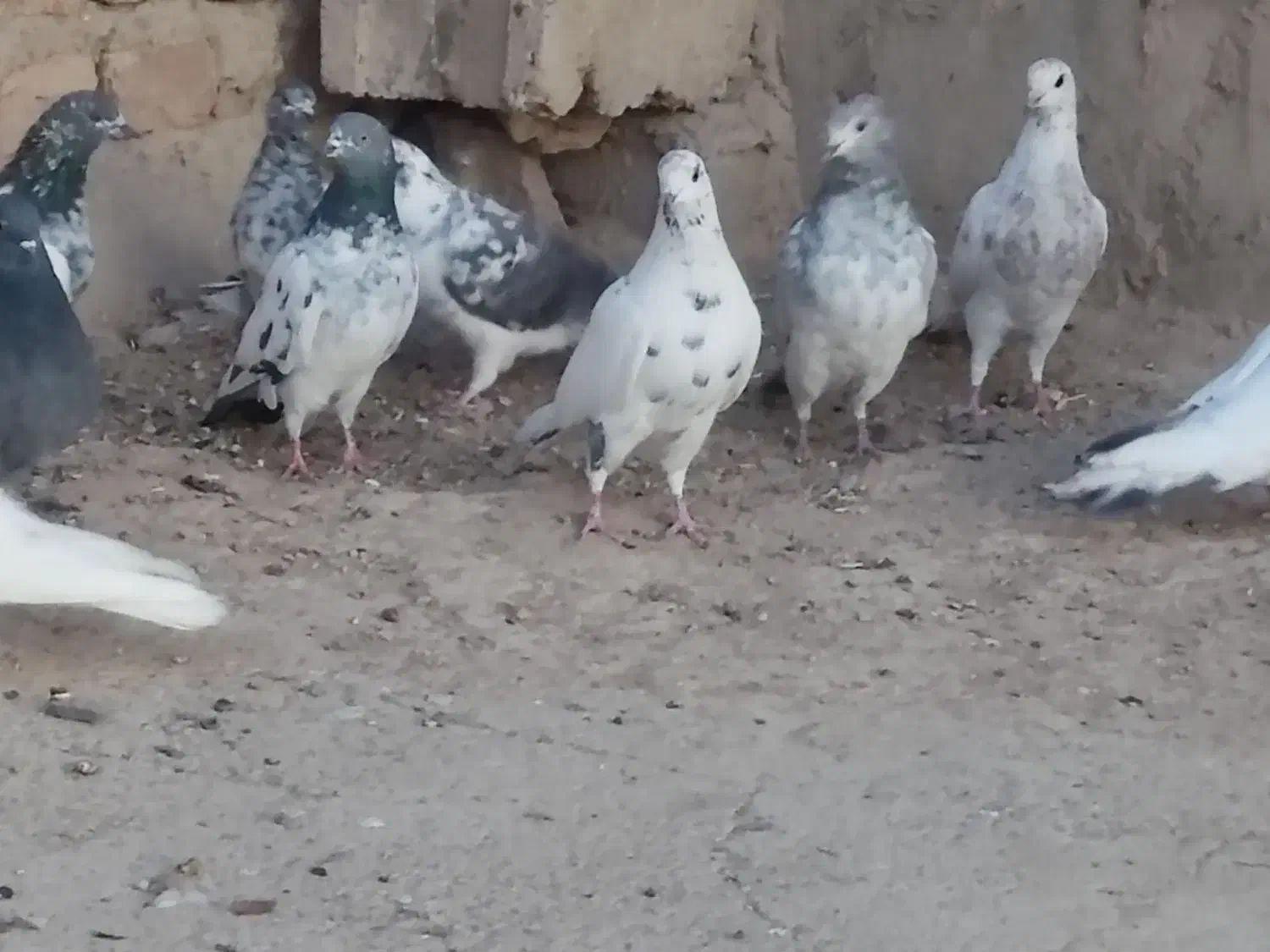 تهرانی به شرط|پرنده|میرجاوه, |دیوار