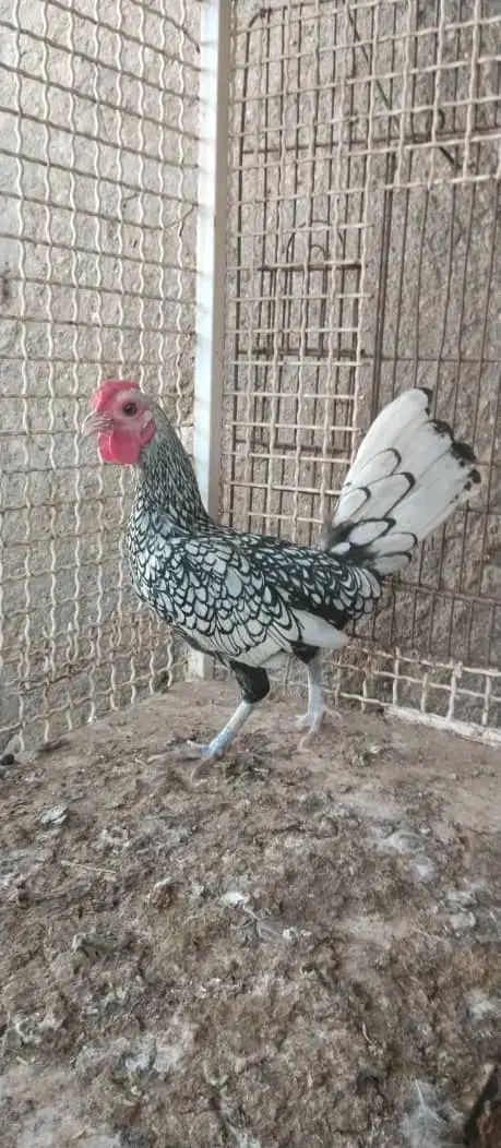 فروش دوعدد مرغ گلین با خروس سیبرایت اصل|حیوانات مزرعه|رویدر, |دیوار