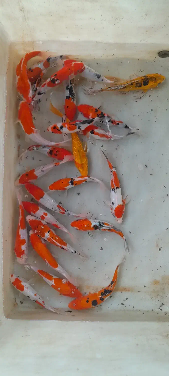 ماهی امور وکپور کوی|ماهی|تهران, چیتگر جنوبی|دیوار