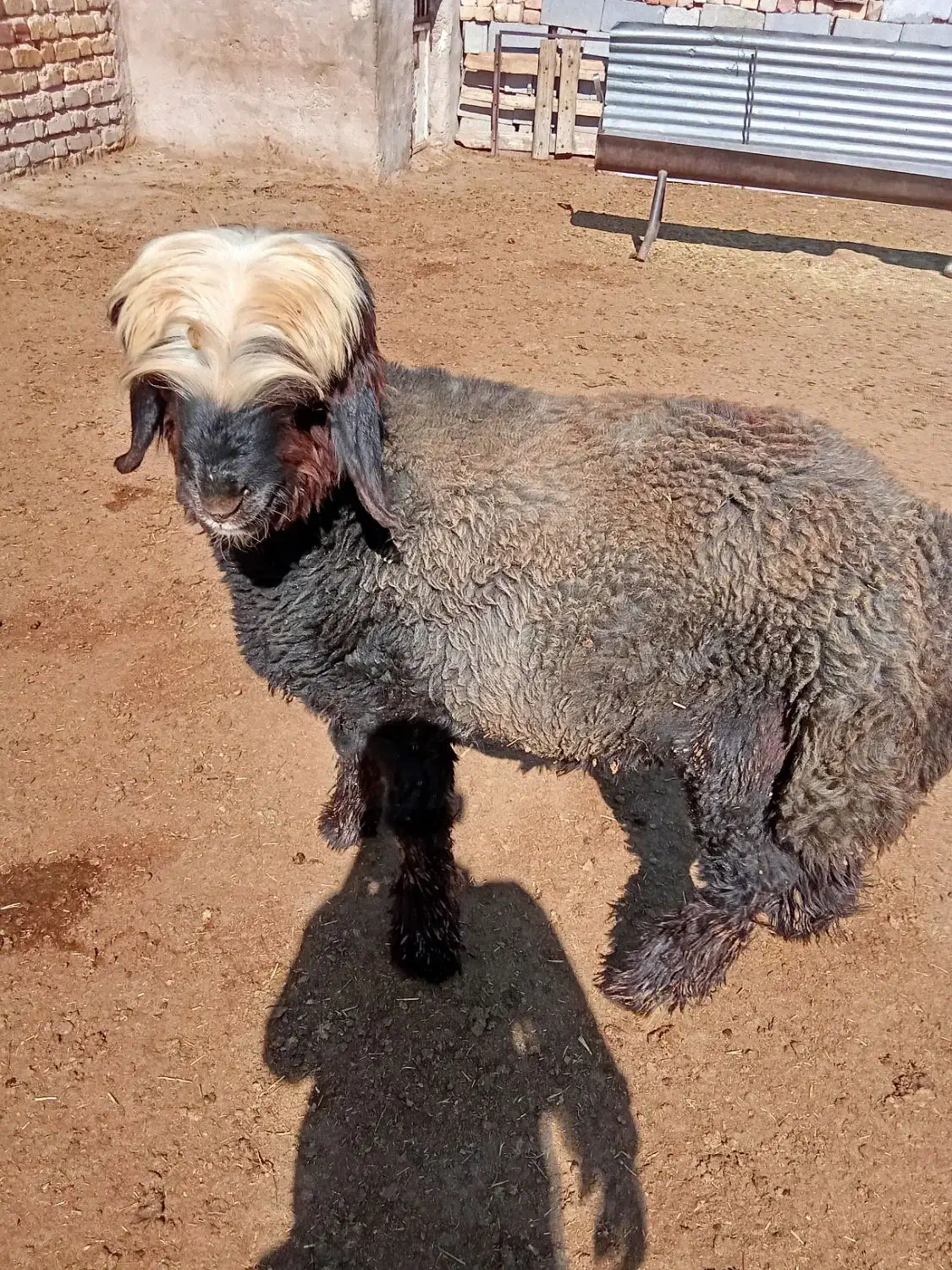 بره قوچی|حیوانات مزرعه|مرودشت, ده بید|دیوار